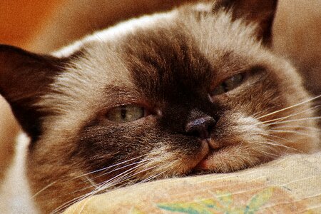 Fur brown beige