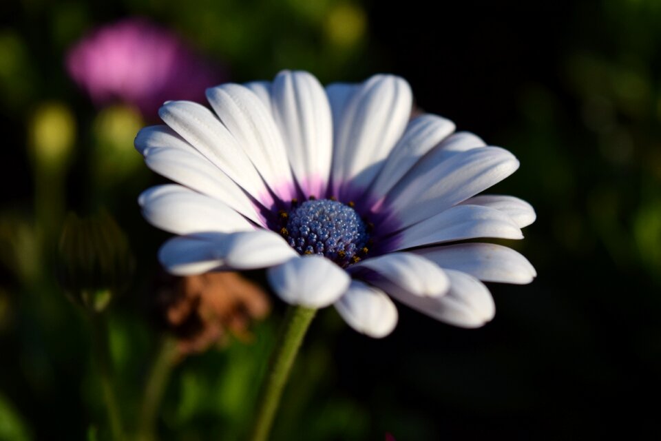 White close up beautiful