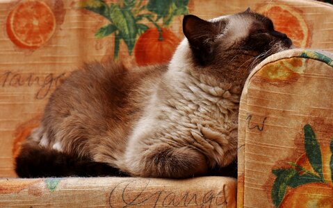Fur brown beige