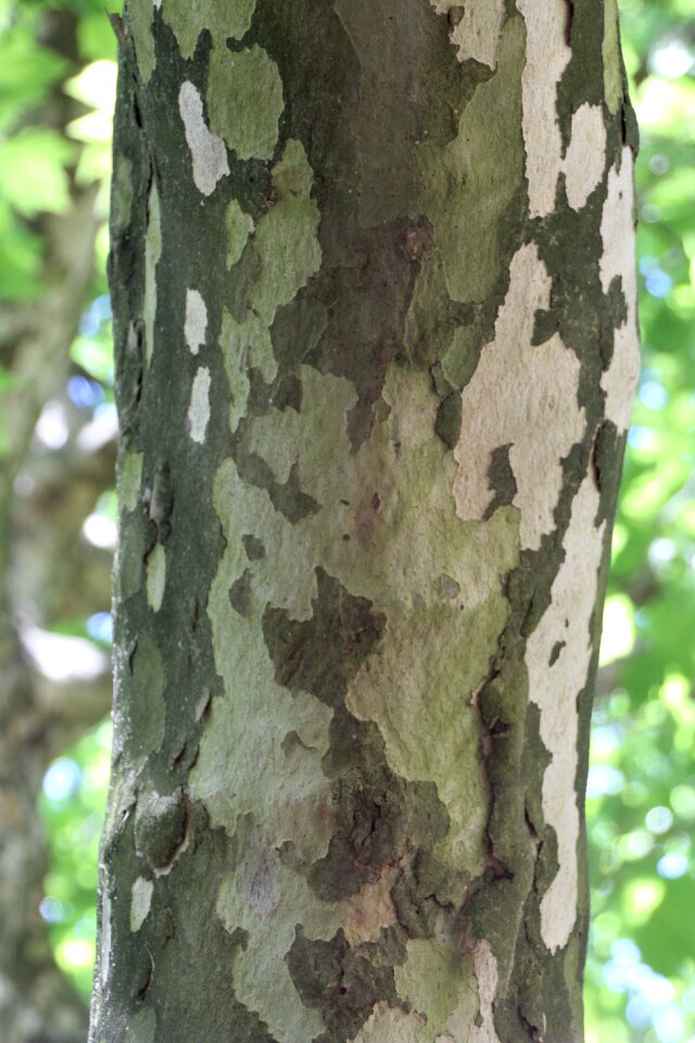 Bark log structure