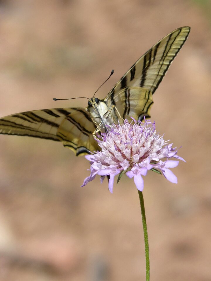 Papallona queen libar wild flower