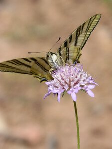 Papallona queen libar wild flower
