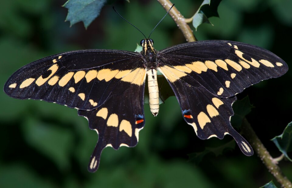 Nature animal summer