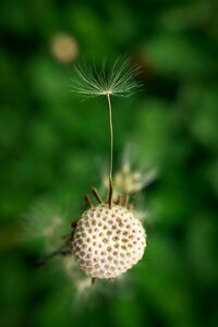 Nature plants flowers