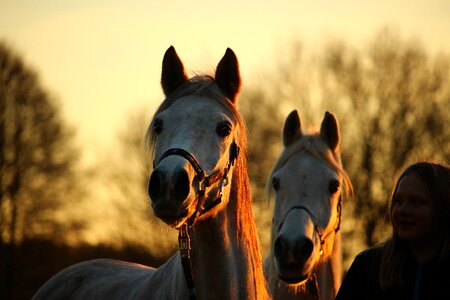Afterglow horse head thoroughbred arabian