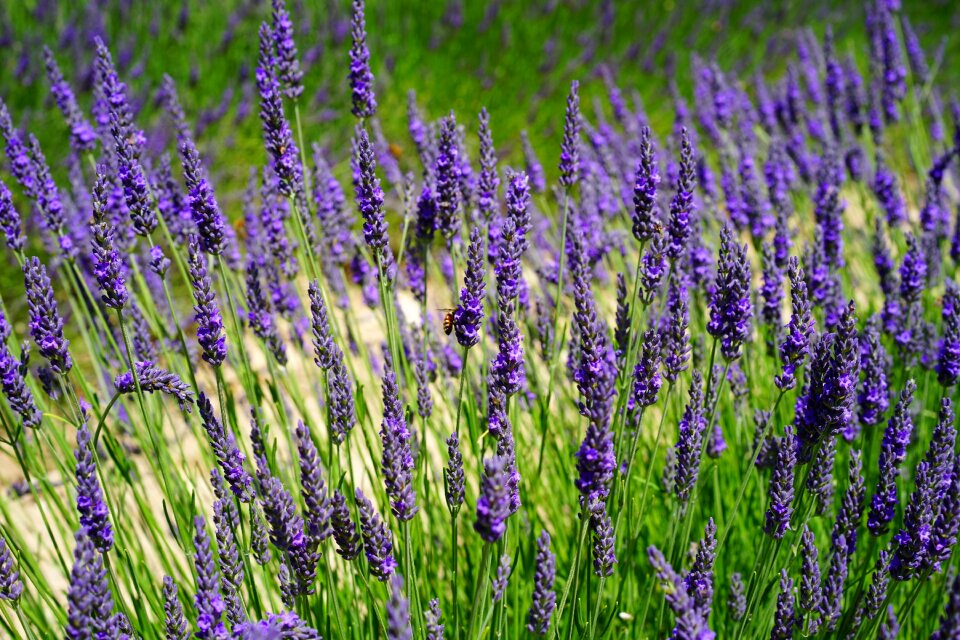 Lavender field lavender blossom lavender cultivation