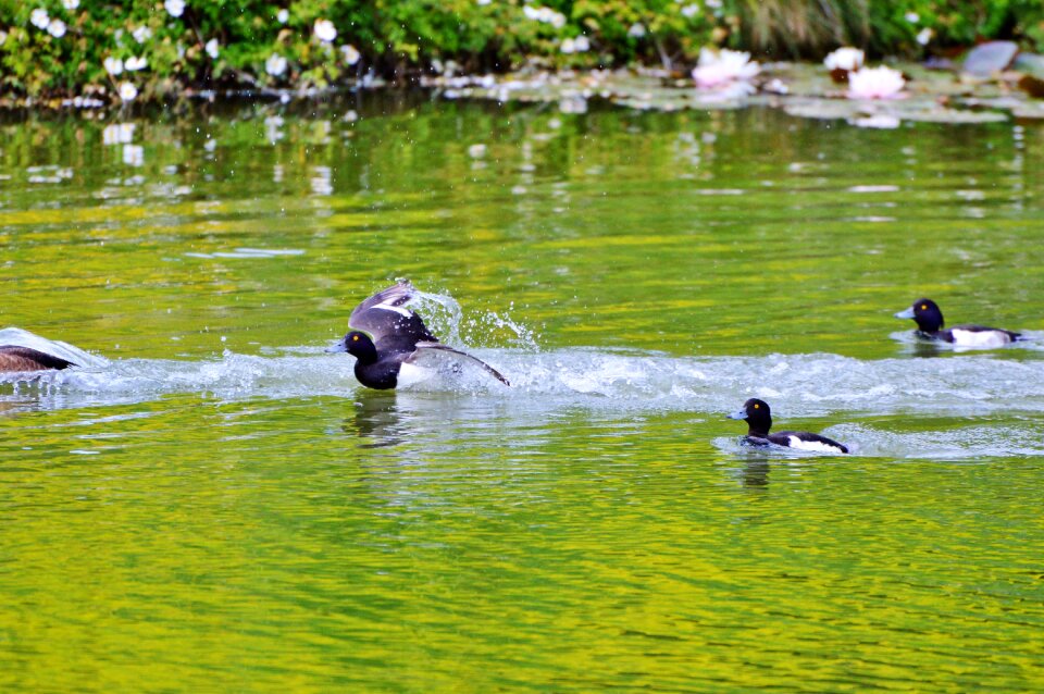 Duck bird pond bird photo