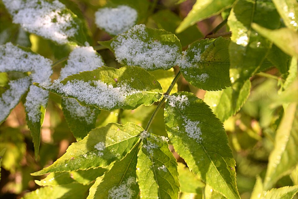 Snow snowy winter blast