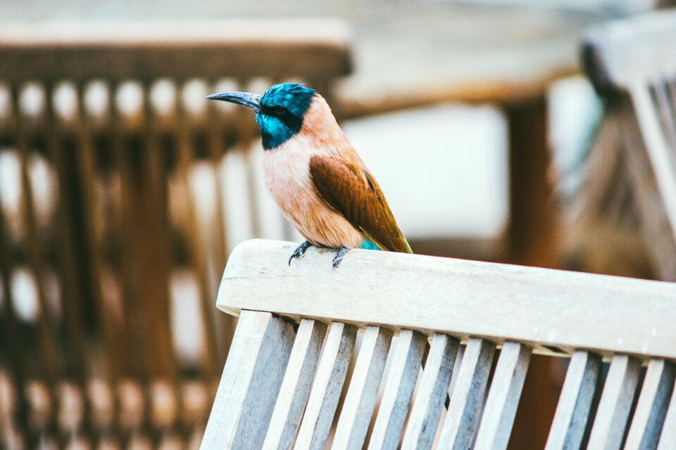 Feathers perched plumage