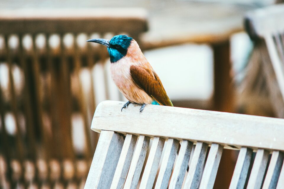 Feathers perched plumage photo