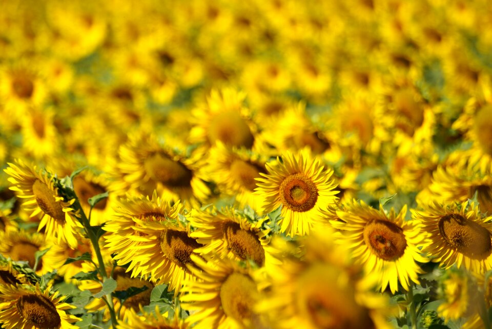 Summer yellow sunflowers