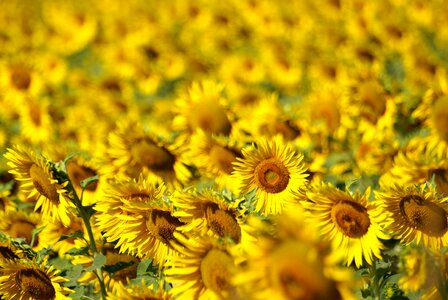 Summer yellow sunflowers photo