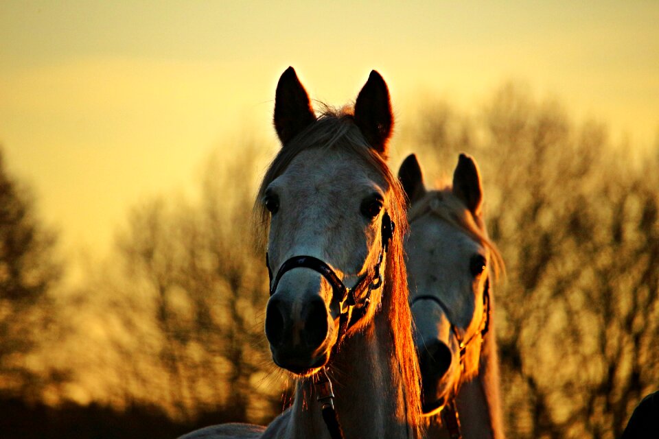 Horse head afterglow evening light