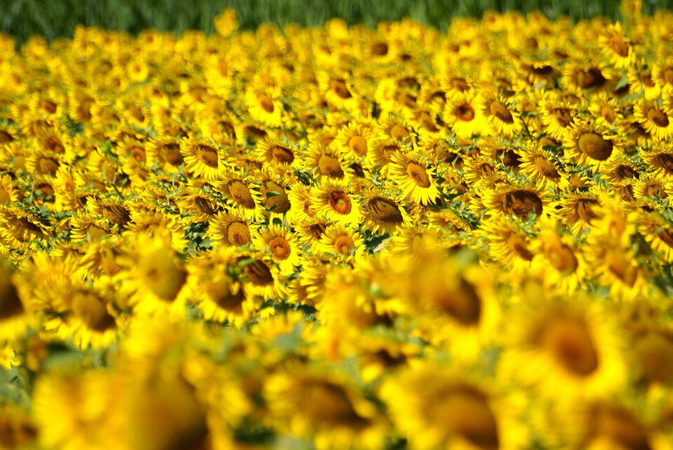 Field sunflower agriculture