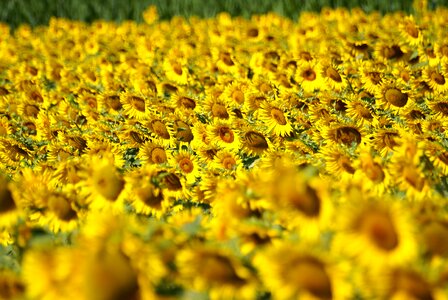 Field sunflower agriculture photo