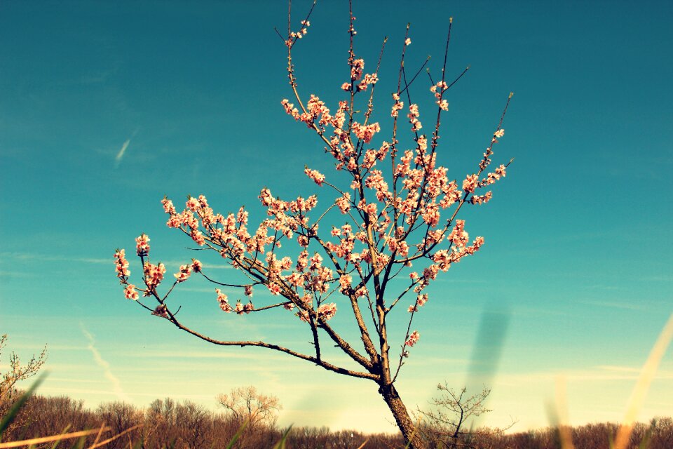 Spring nature branch photo