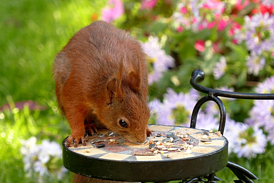Rodent foraging garden