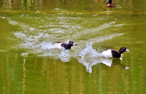 Duck bird pond bird photo