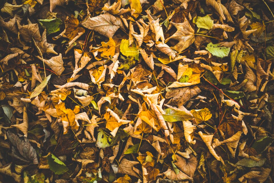 Dry leaves fall leaves