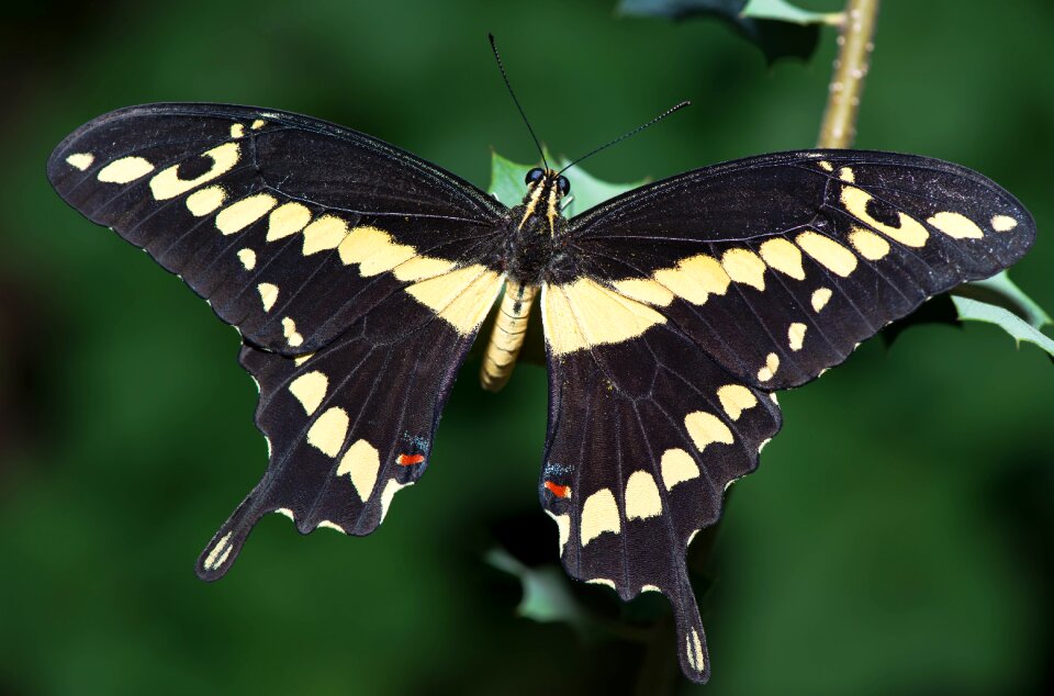 Nature insect natural