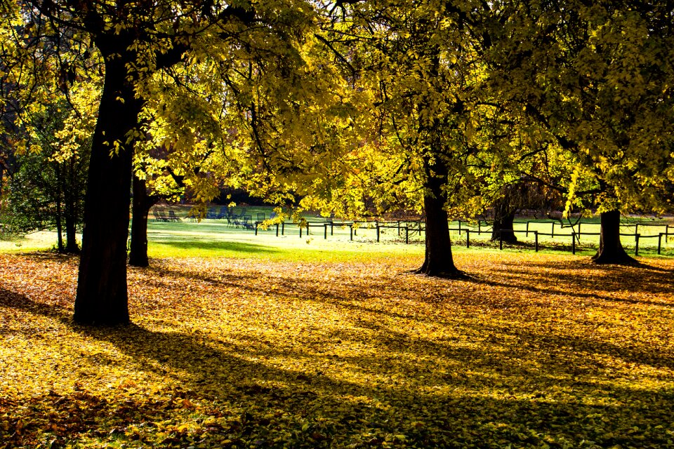 Trees fall color light