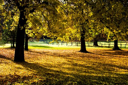 Trees fall color light