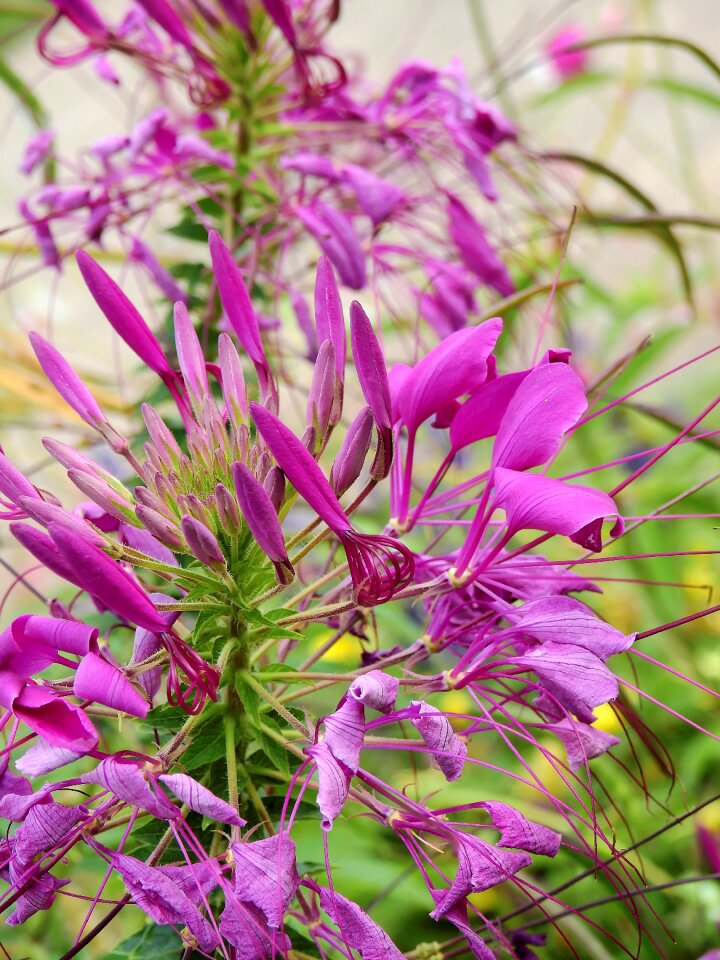 Plant nature bloom