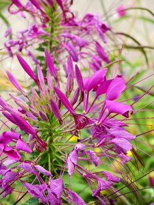 Plant nature bloom photo