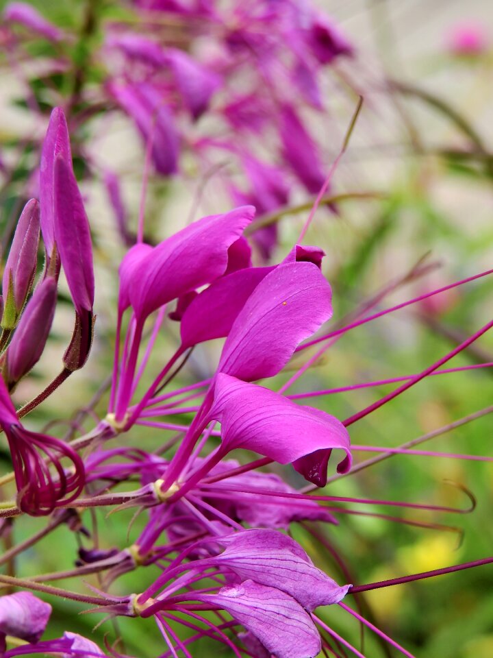 Plant nature bloom