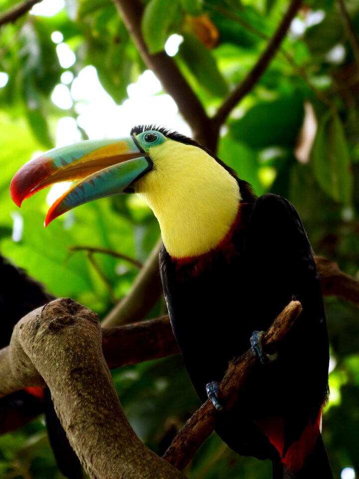 Bill tropics colorful