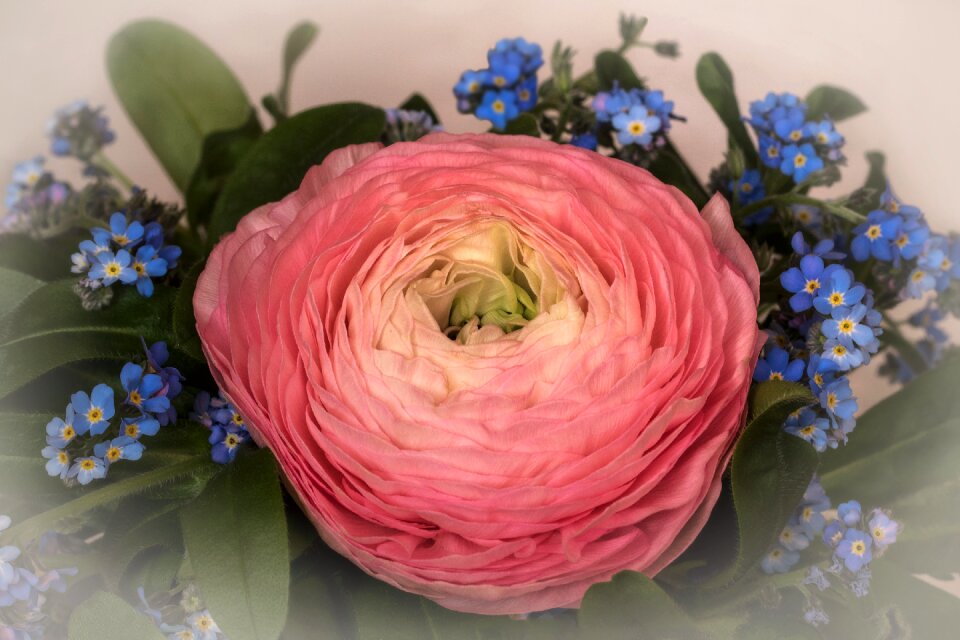 Ranunculus forget me not floral greeting