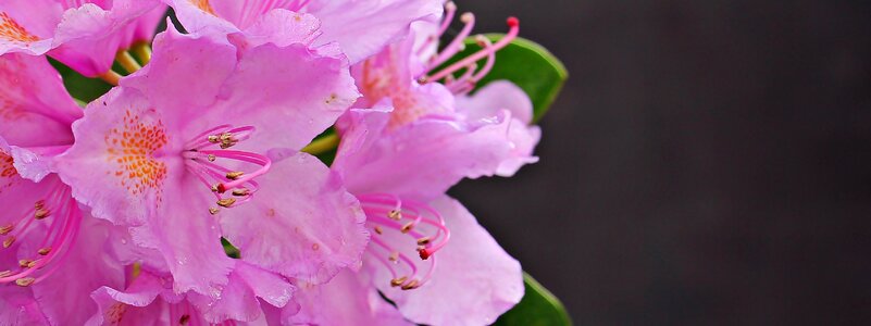 Plant bright rhododendron photo