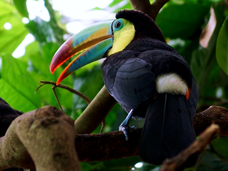 Bill tropics colorful