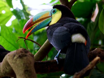 Bill tropics colorful photo