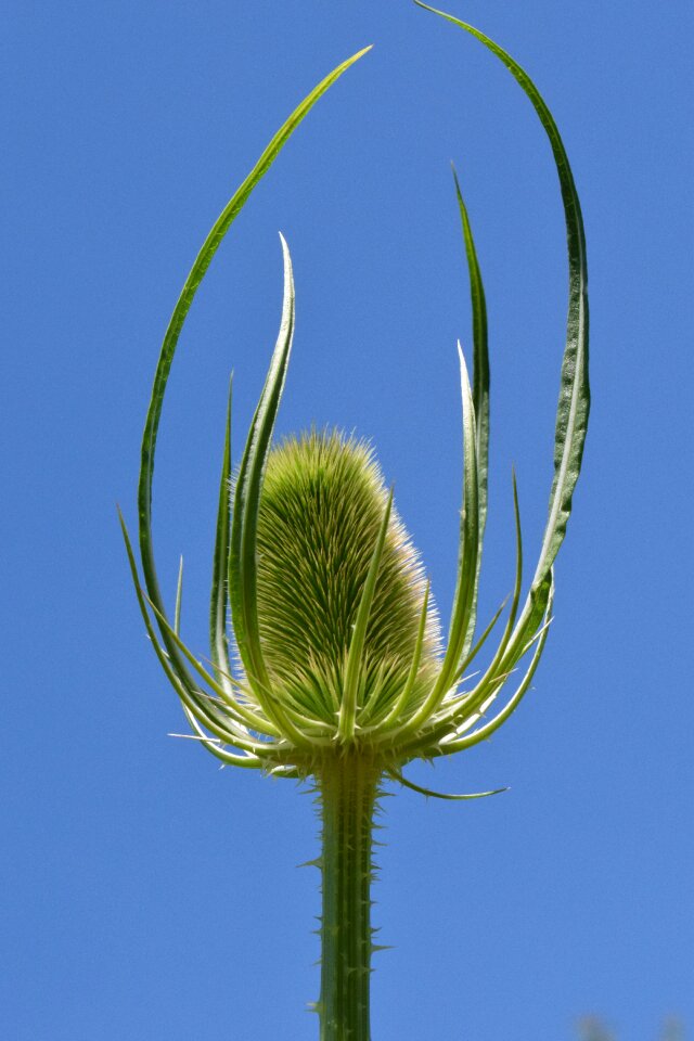 Thistle plant thorns macro