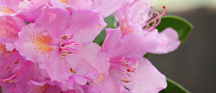 Plant bright rhododendron photo