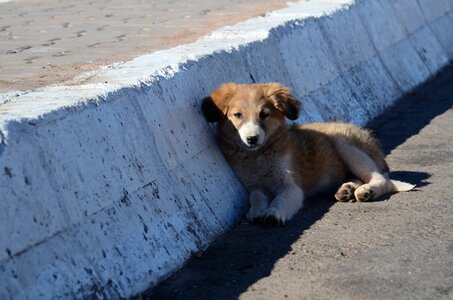 Young dog portrait animal portrait