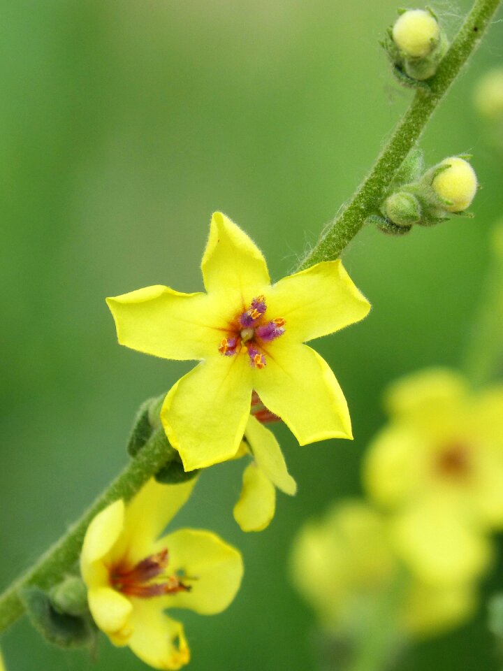 Yellow flower cocoon beauty