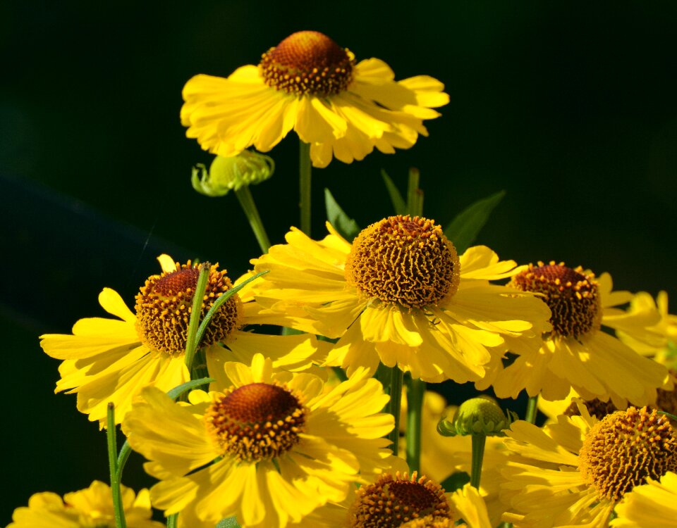 Composites close up garden photo