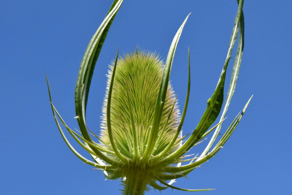 Plant nature wild flower