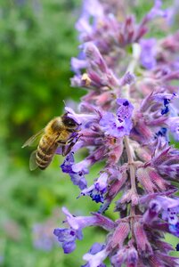 Purple pollination animal