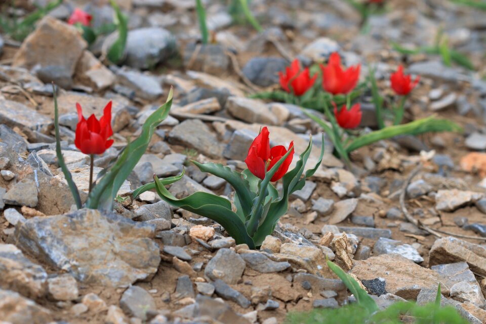 Garden plant flowers