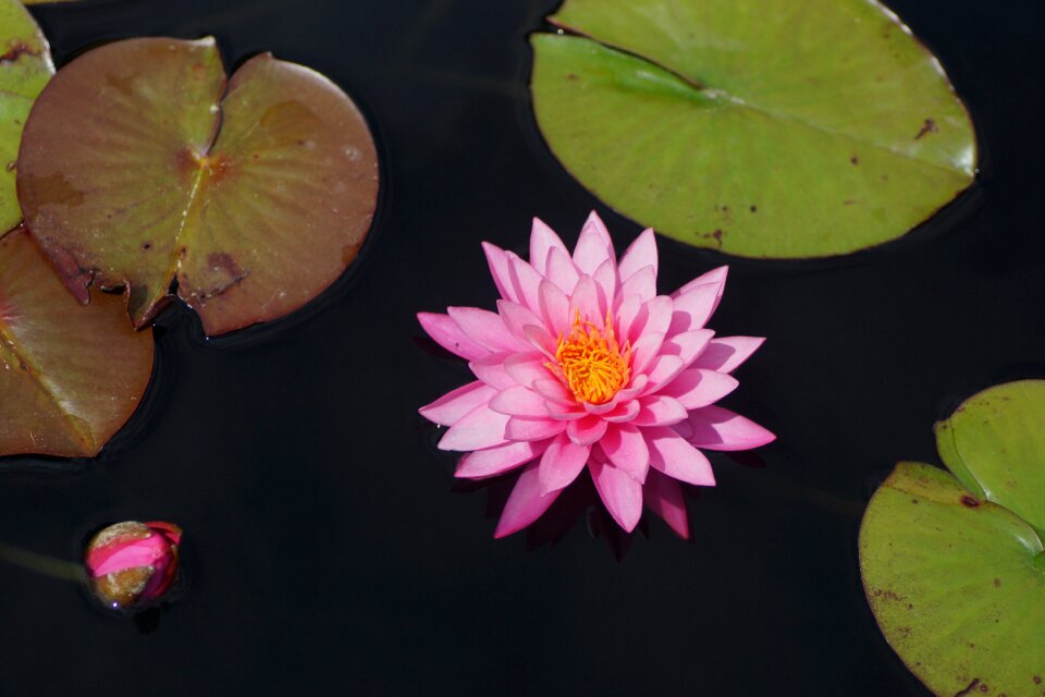 Flower bloom leaf