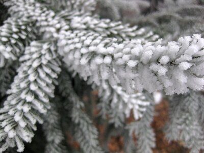 Frost cold nature photo