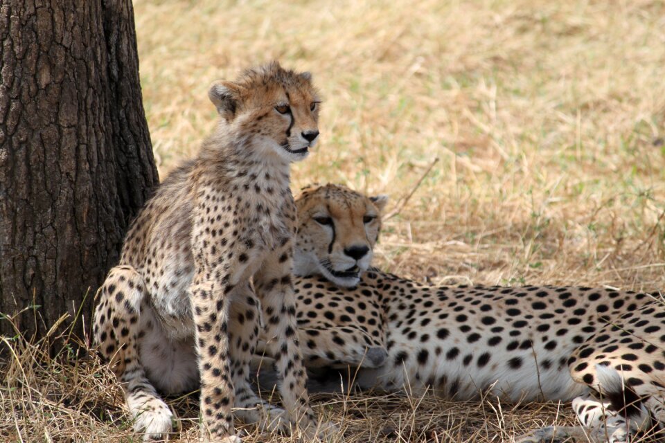 Bush mammal wildlife