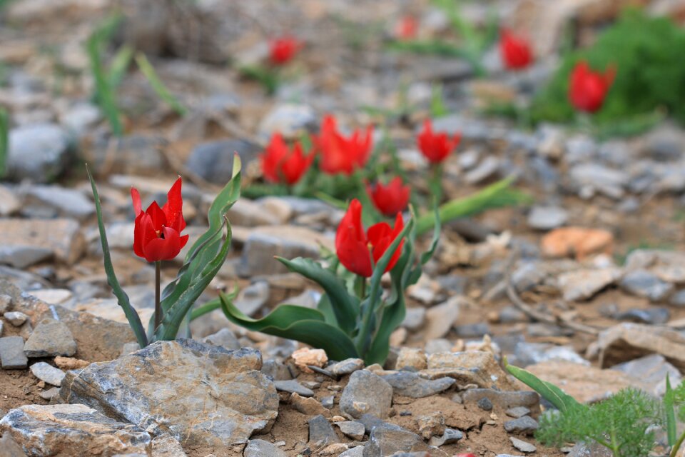 Garden plant flowers