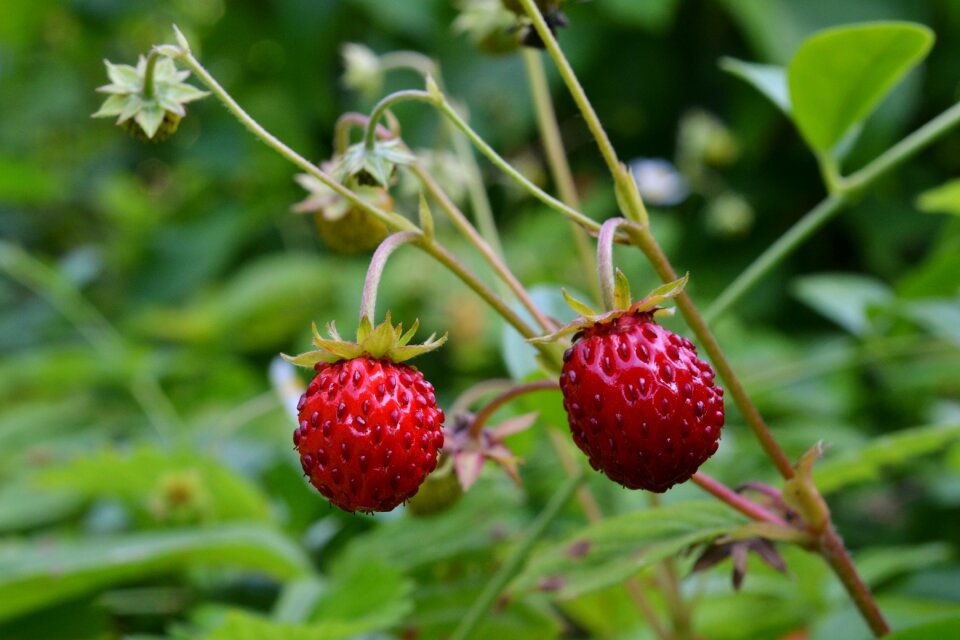 Wild strawberries berry healthy