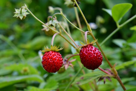 Wild strawberries berry healthy
