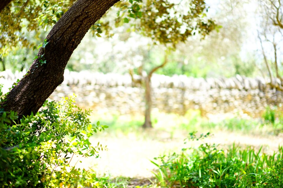 Idyll wall stone wall