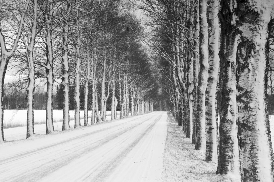 Road alley birch bark